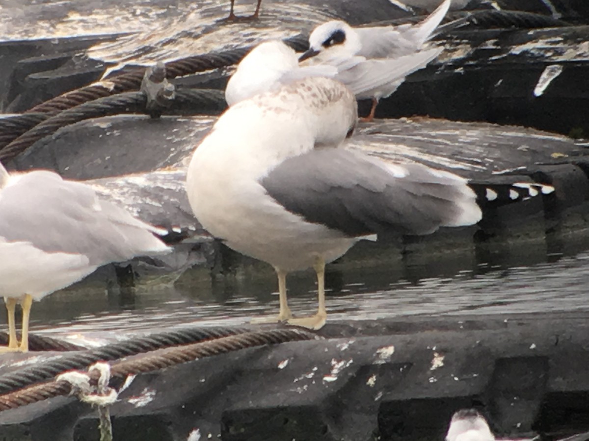 California Gull - Christian Walker