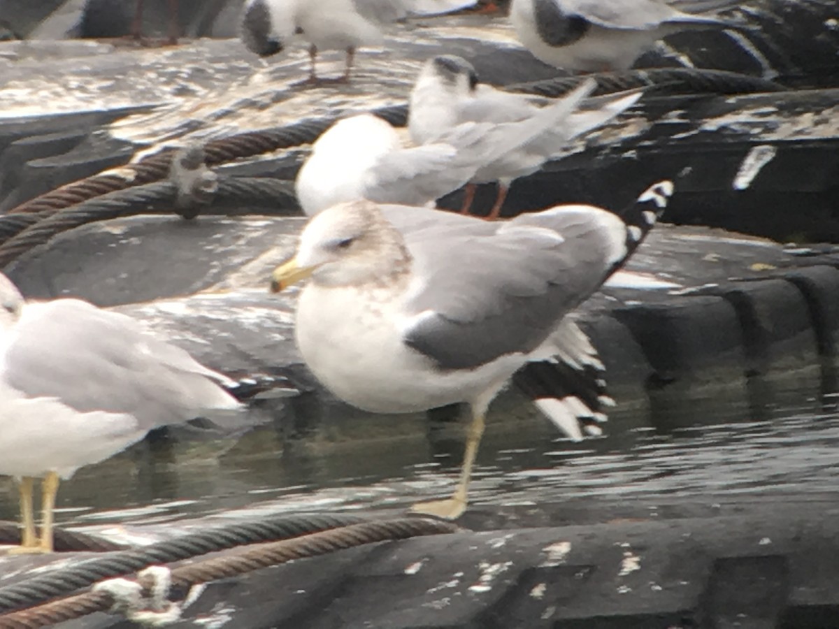 California Gull - ML41935281