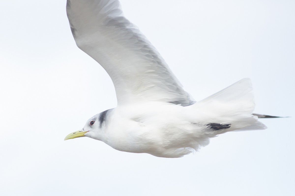 Black-legged Kittiwake - Nathan French