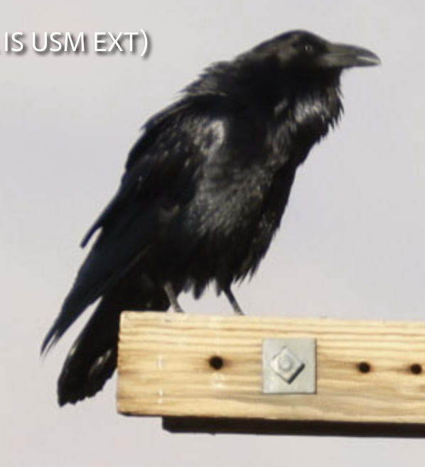 Common Raven - ML419357801