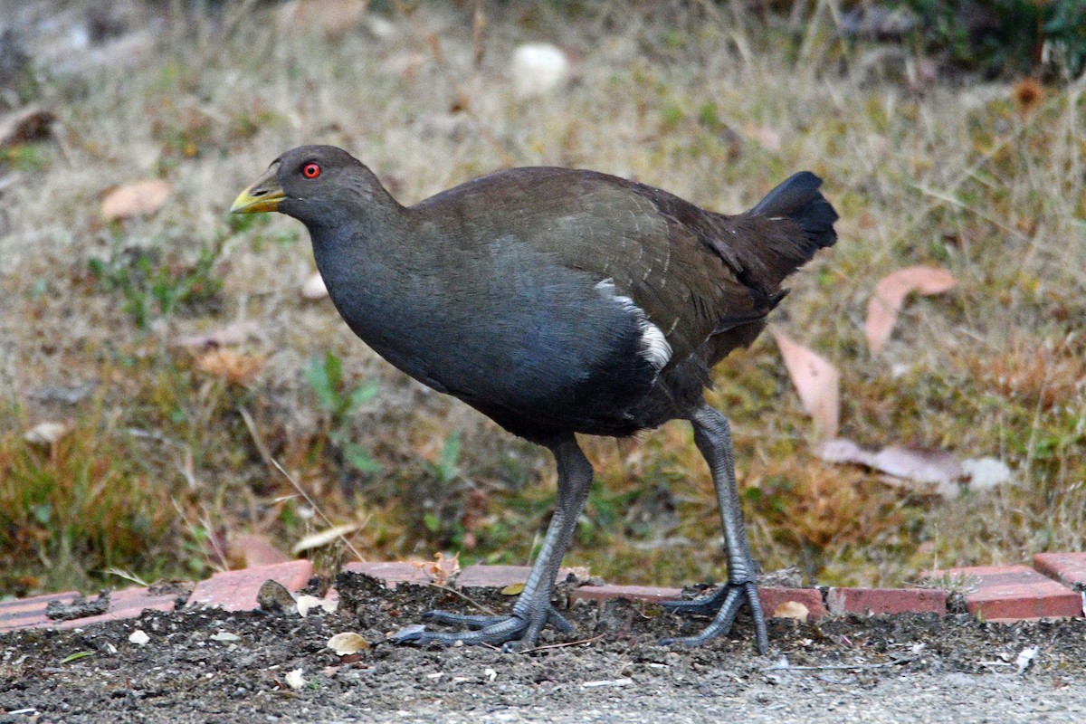 Tasmanian Nativehen - ML419359261