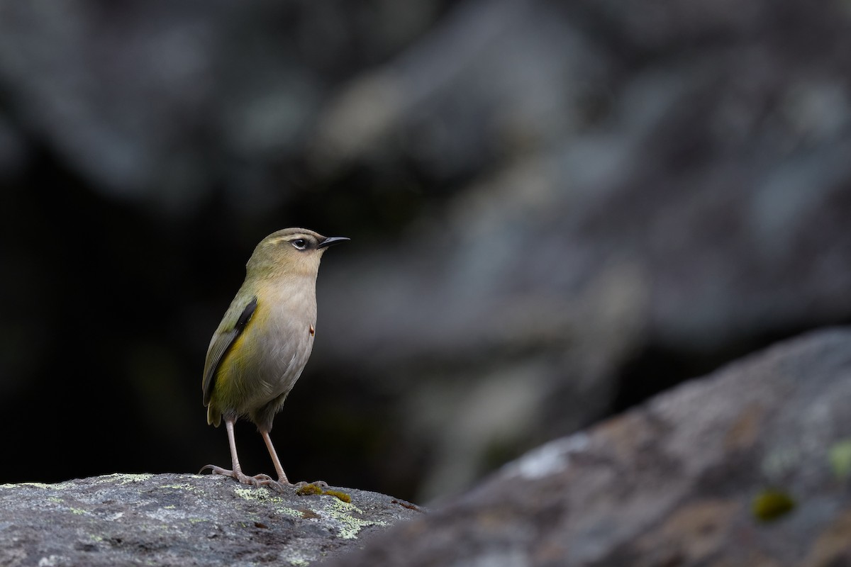 South Island Wren - ML419359771