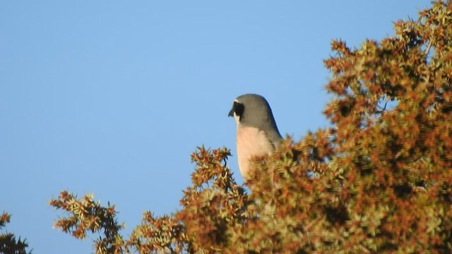 Iberian Gray Shrike - ML419359851