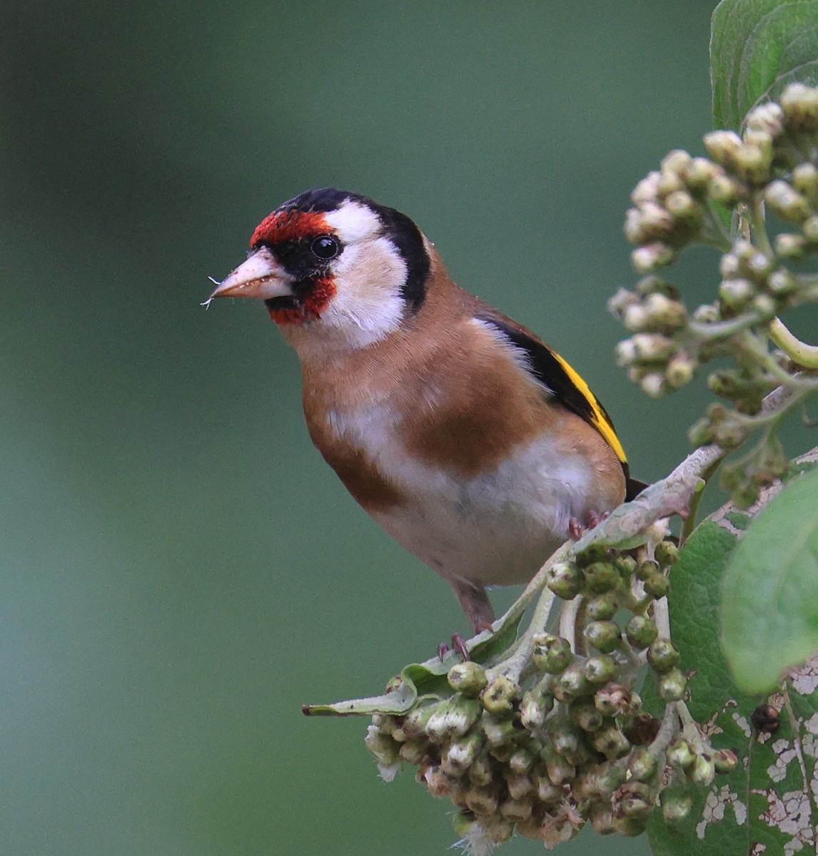 European Goldfinch - ML419365291