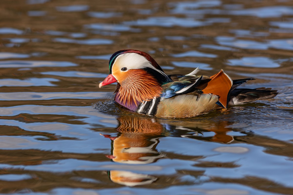 Mandarin Duck - ML419365401