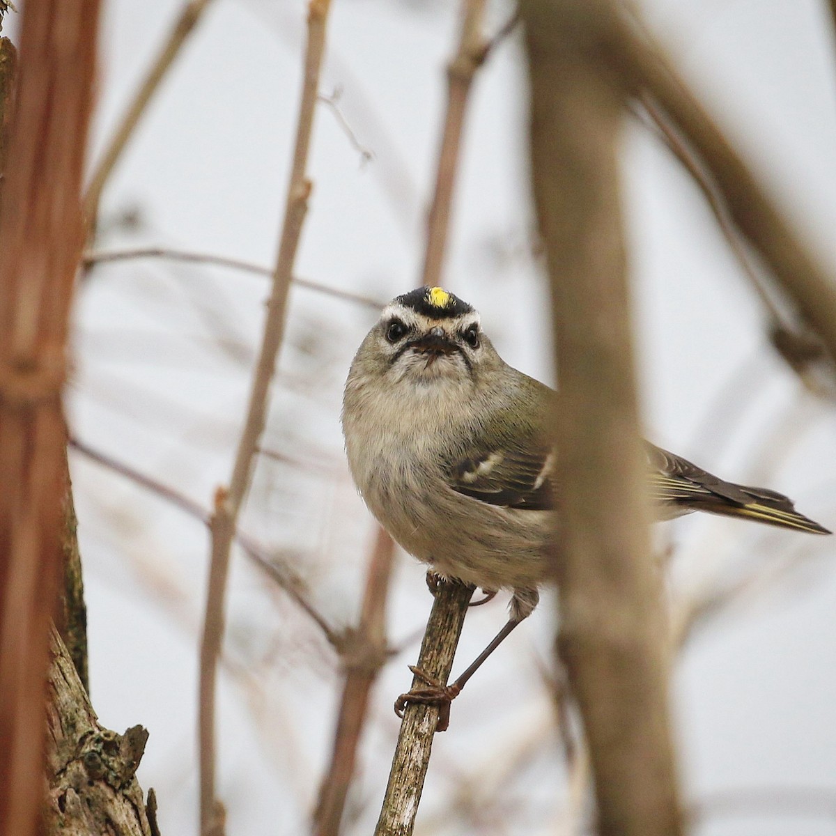 Golden-crowned Kinglet - ML419366111