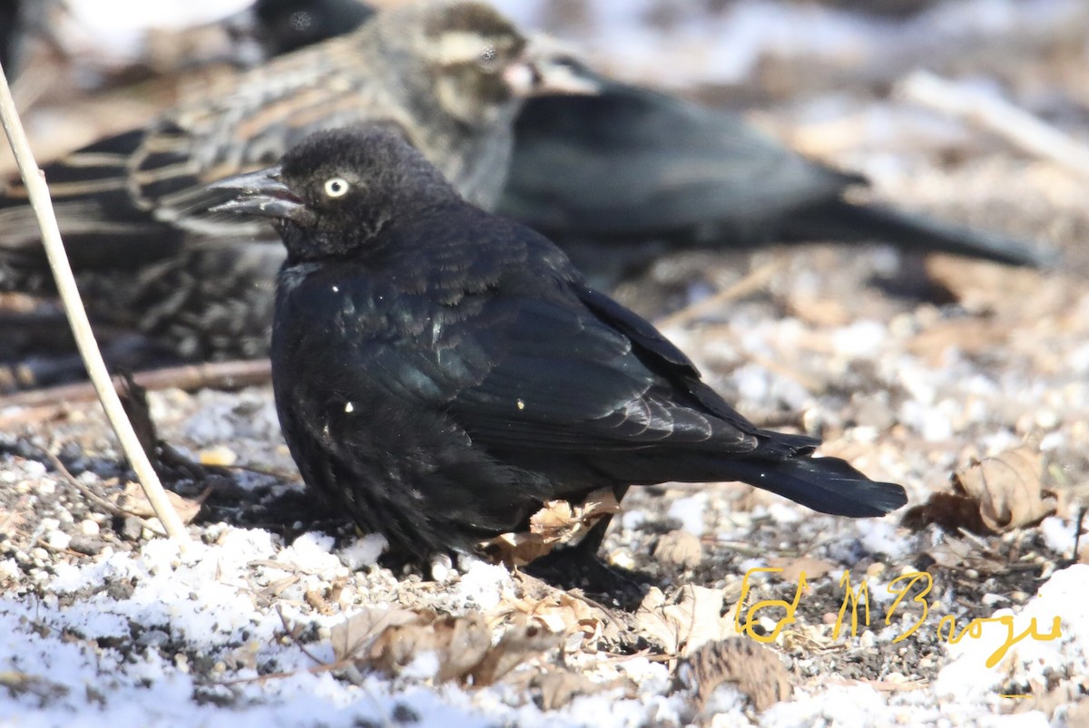 Rusty Blackbird - ML419367401