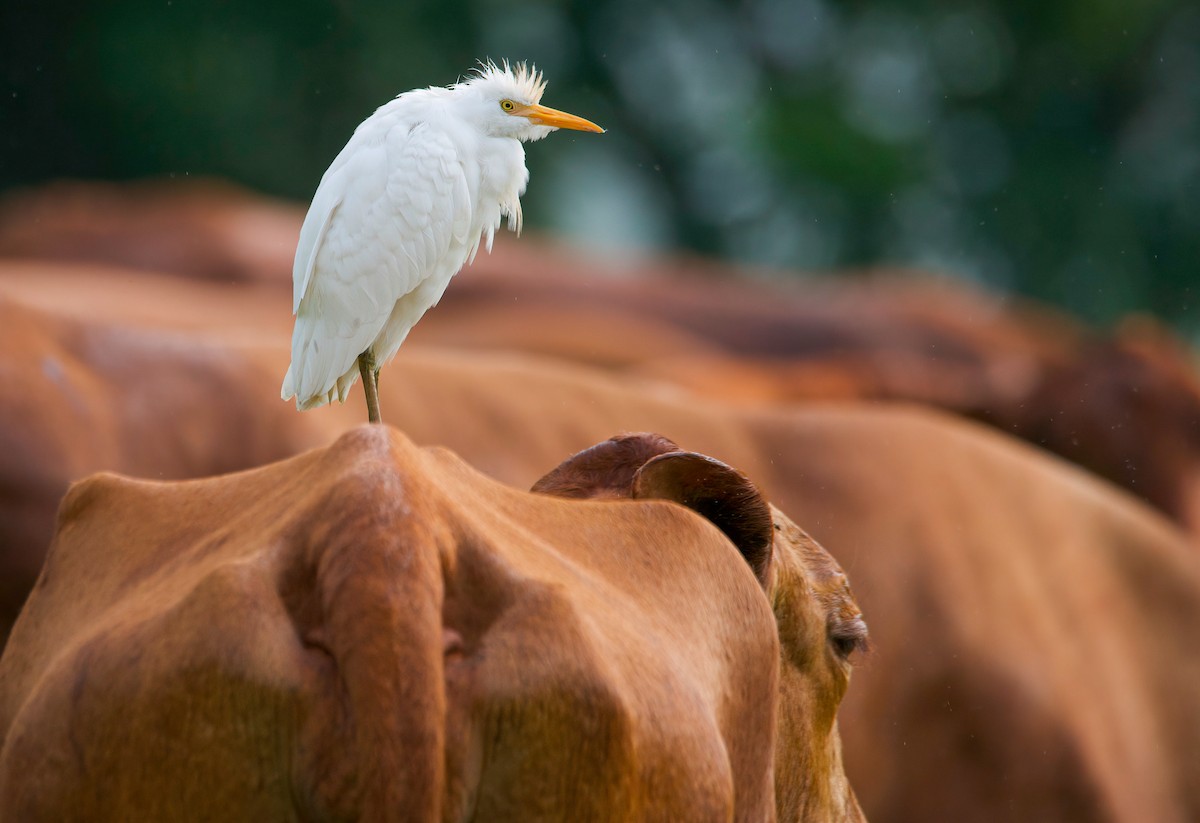 Western Cattle-Egret - ML419368791