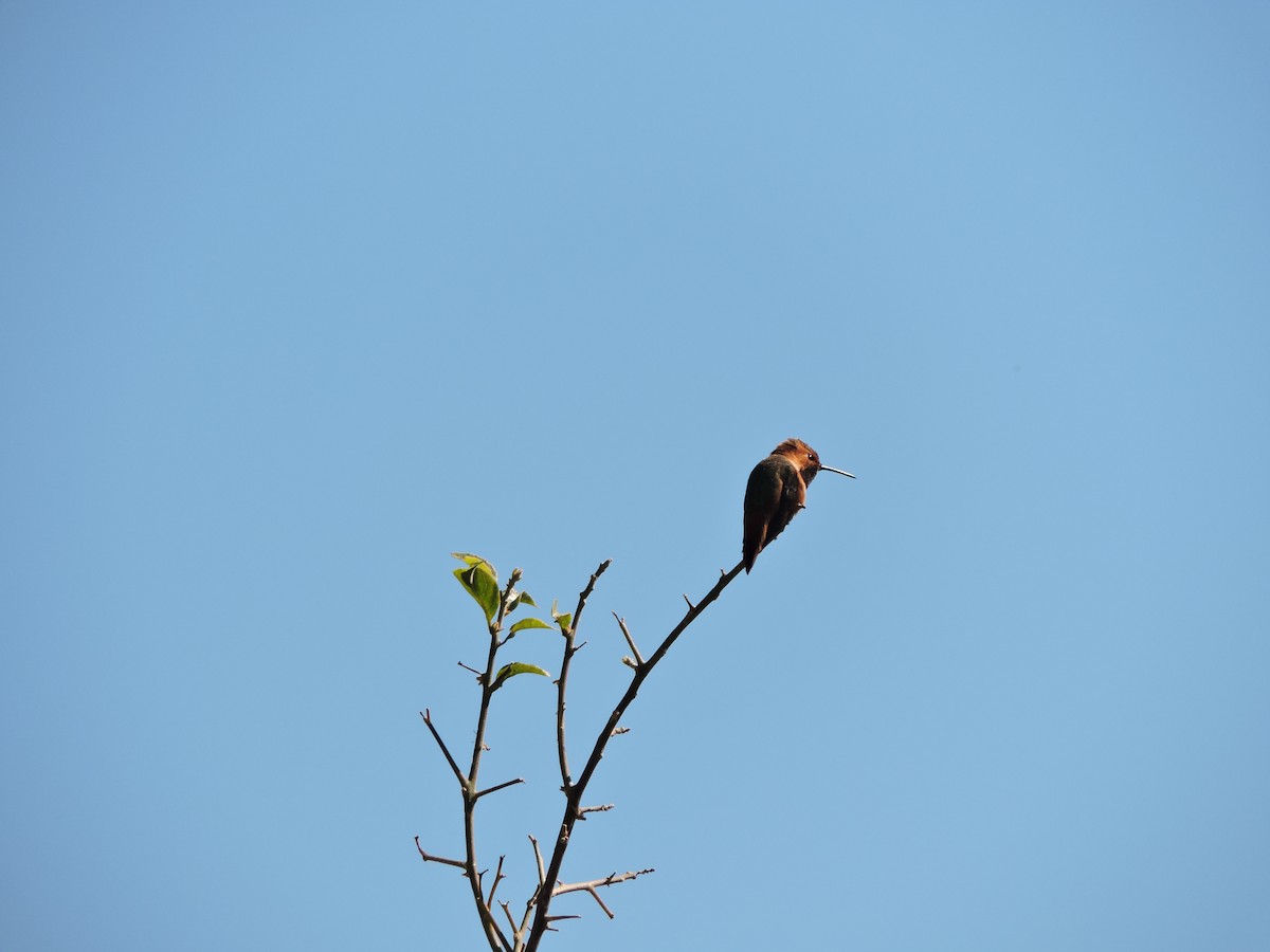 Allen's Hummingbird - Vivek M