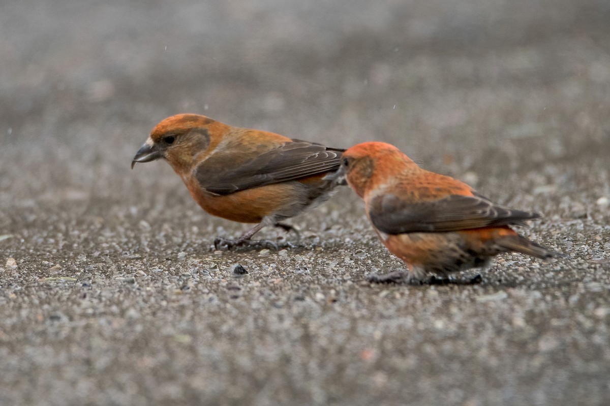 Red Crossbill - Sue Barth