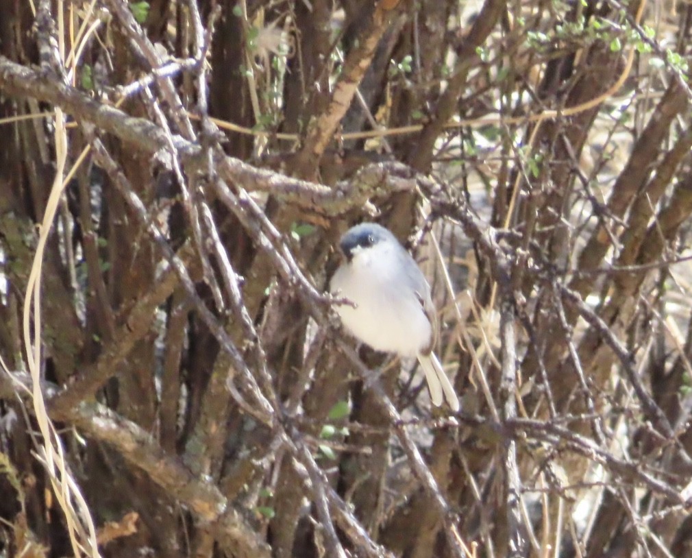 Black-capped Gnatcatcher - amy silver