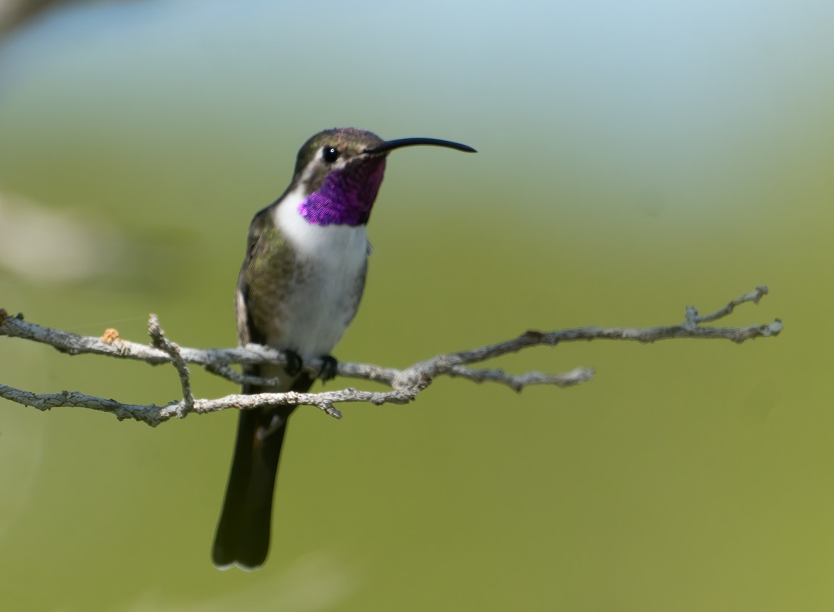 Mexican Sheartail - ML419371151