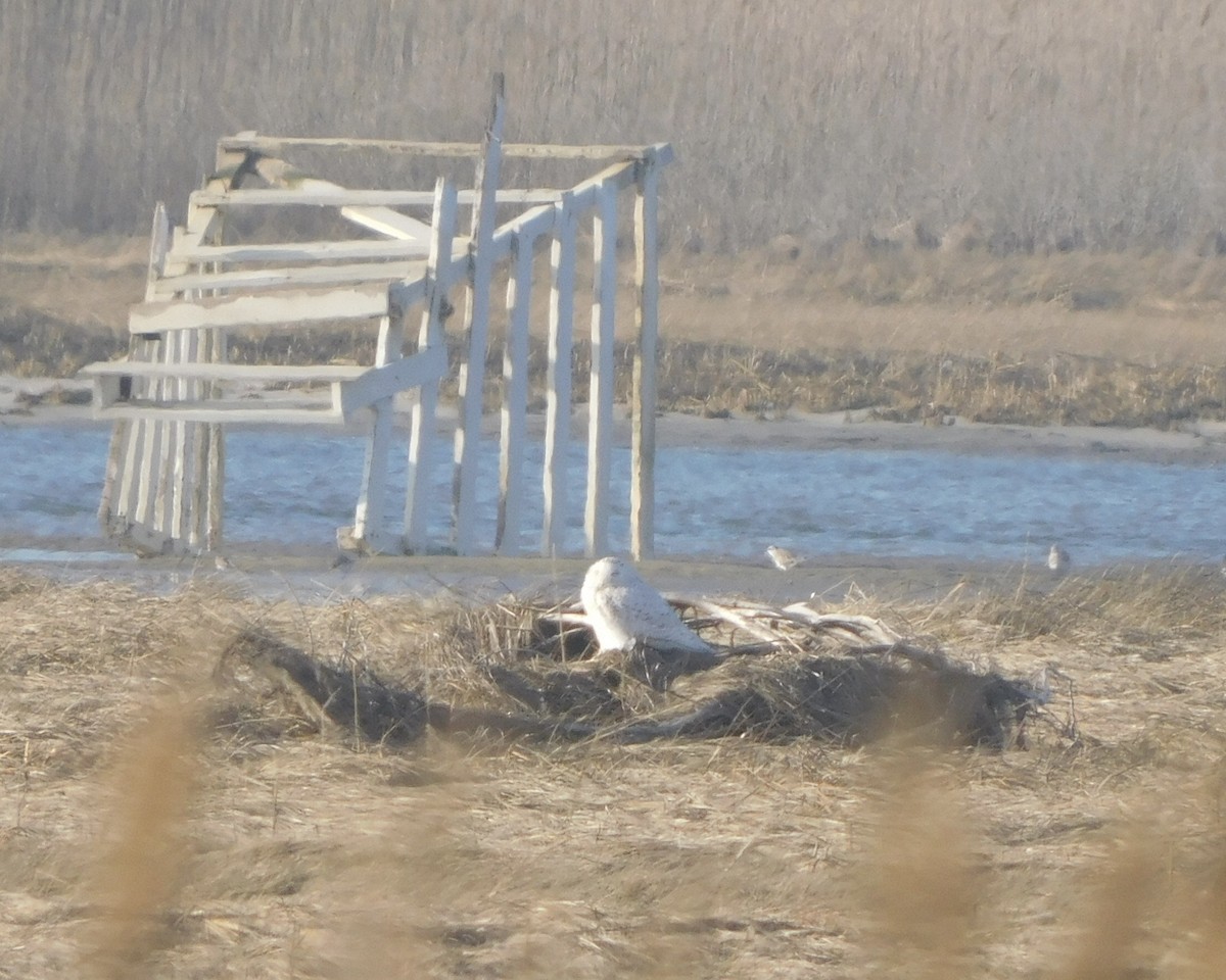 Snowy Owl - ML419371301