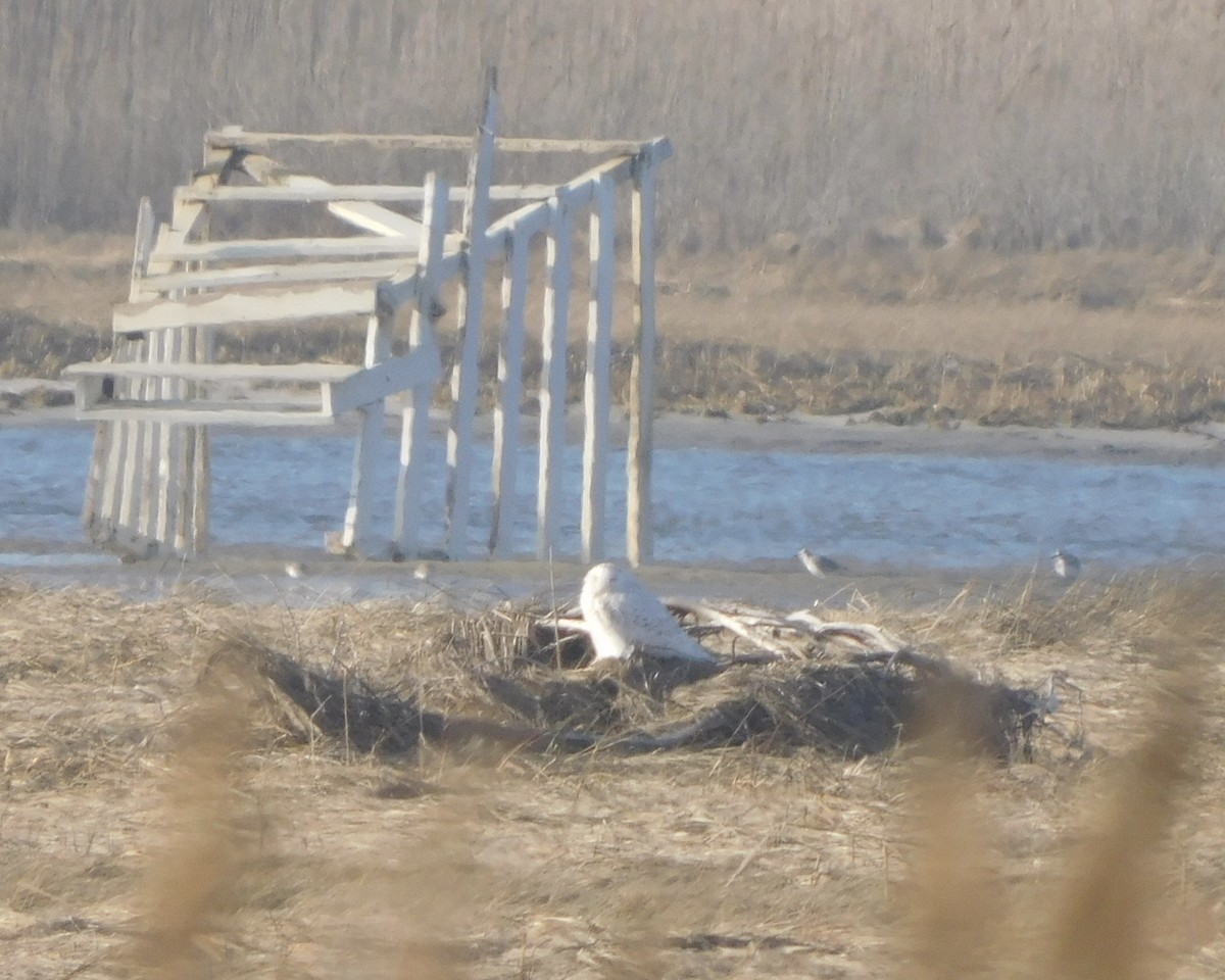 Snowy Owl - ML419371341