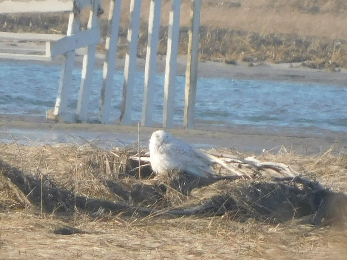 Snowy Owl - ML419371391