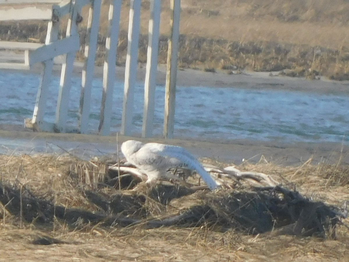 Snowy Owl - ML419371401