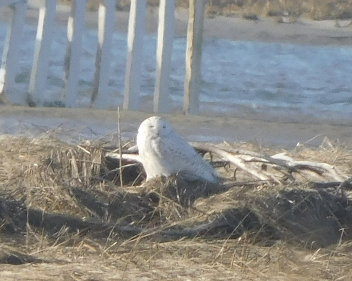 Snowy Owl - ML419371411