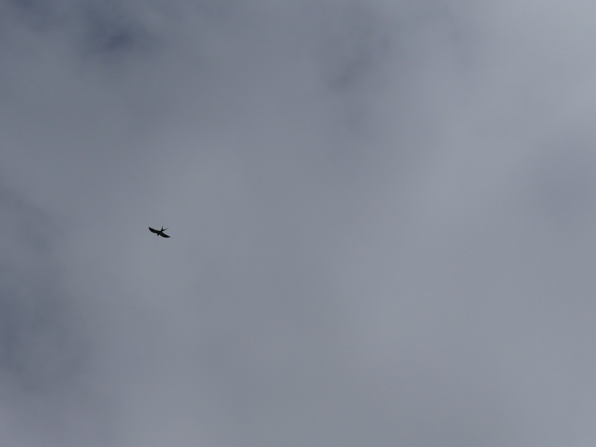 Swallow-tailed Kite - ML419374961