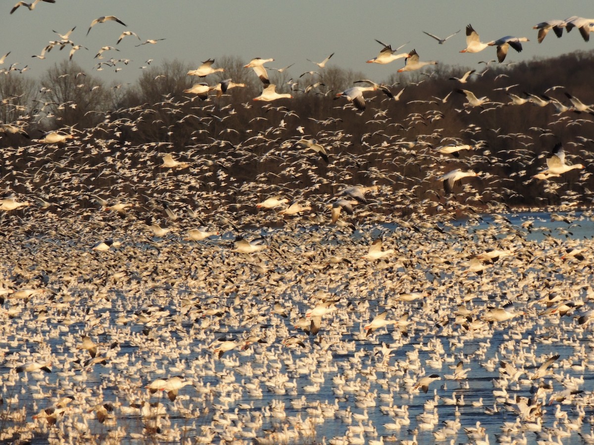 Snow Goose - Ethan Kang