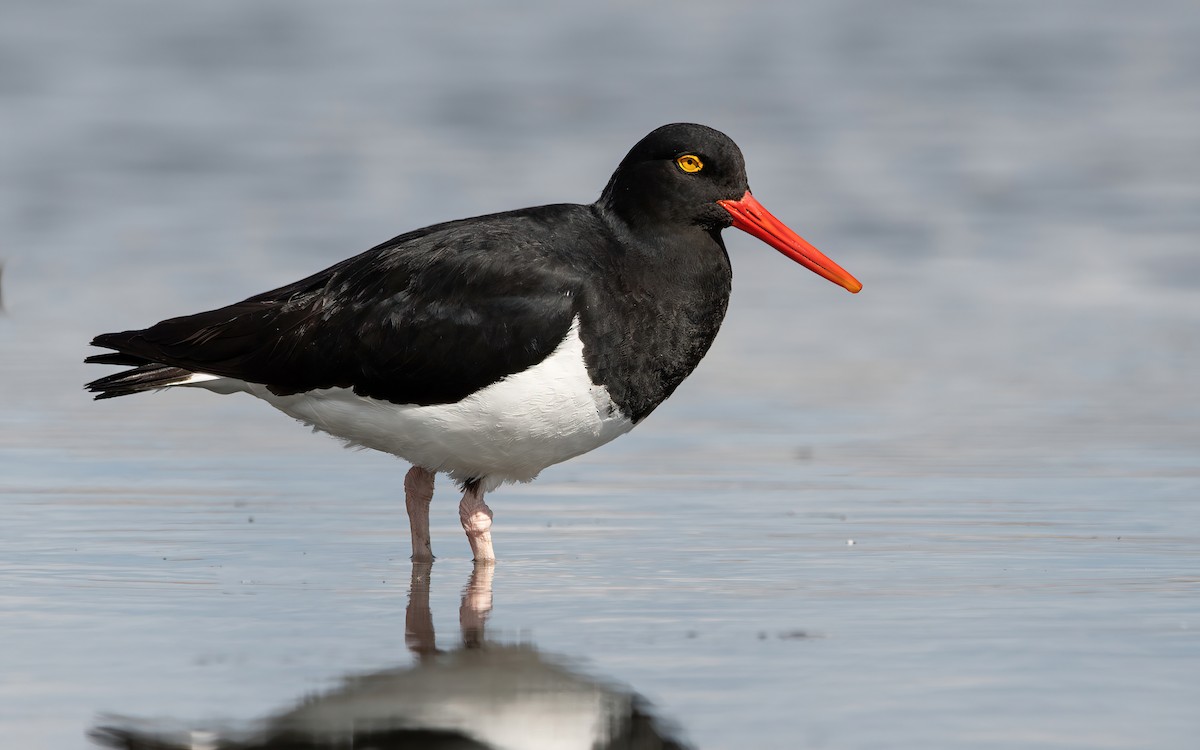 Magellanic Oystercatcher - ML419376101