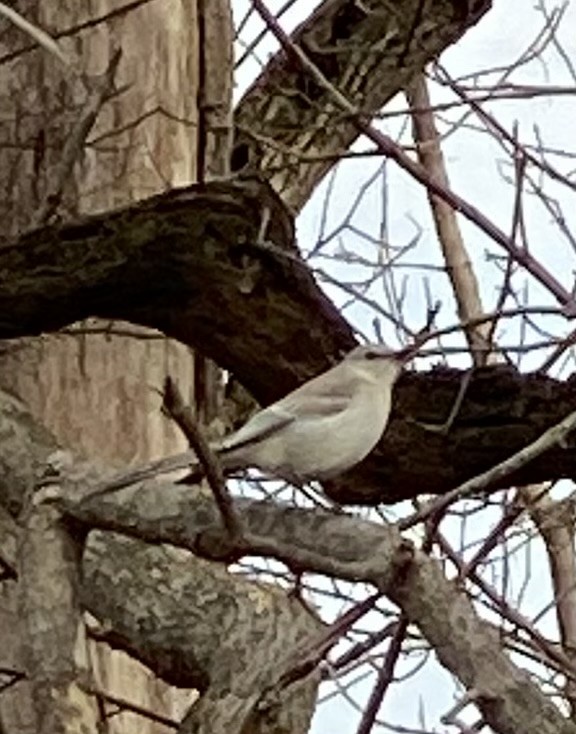 Northern Mockingbird - ML419377421