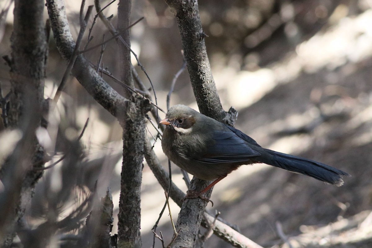 Prince Henry's Laughingthrush - ML419378691