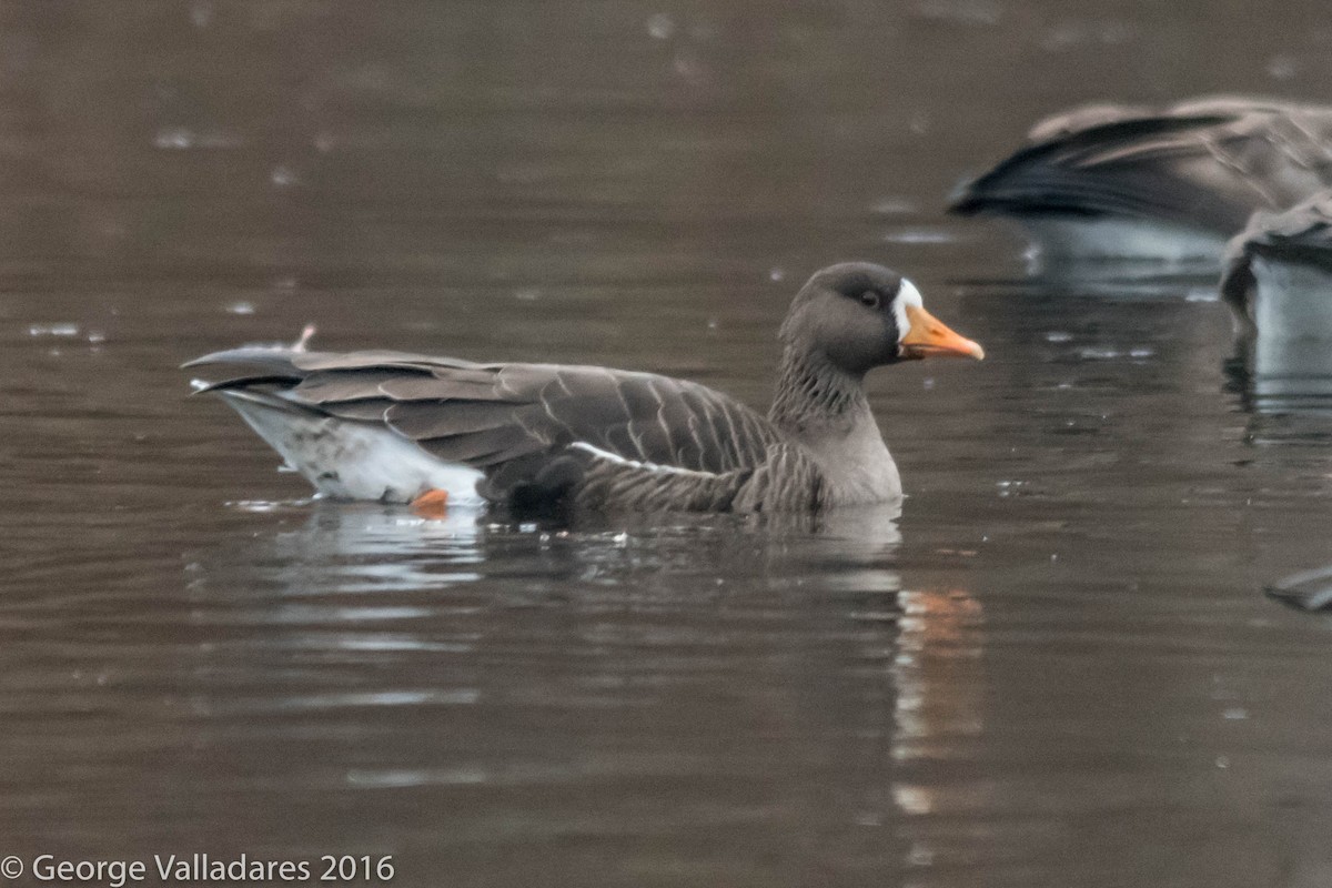Greater White-fronted Goose - ML41938061
