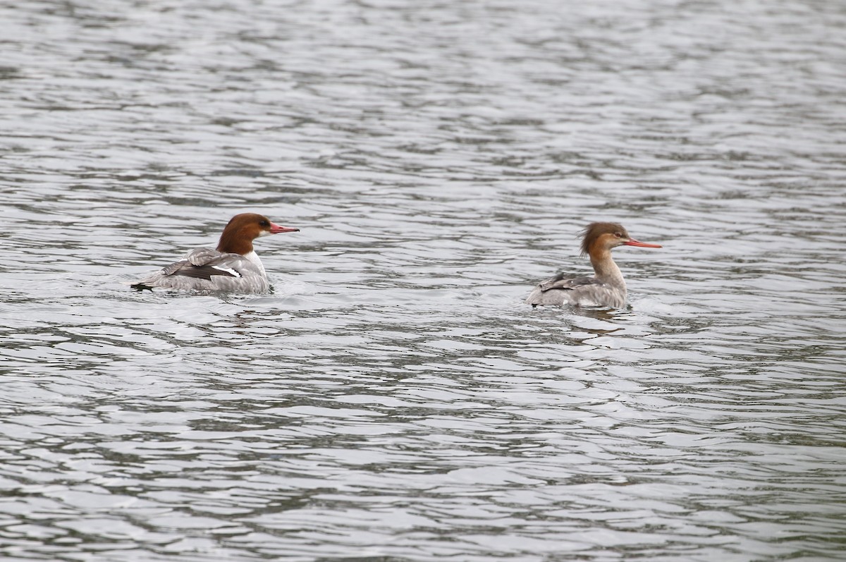 Common Merganser - ML419381061