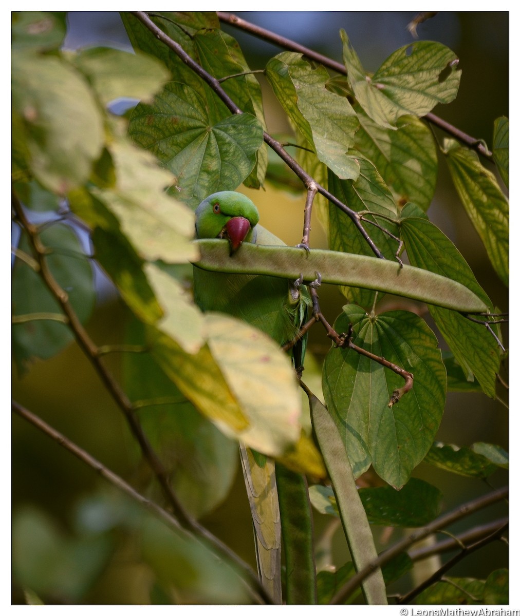 Rose-ringed Parakeet - ML419381601