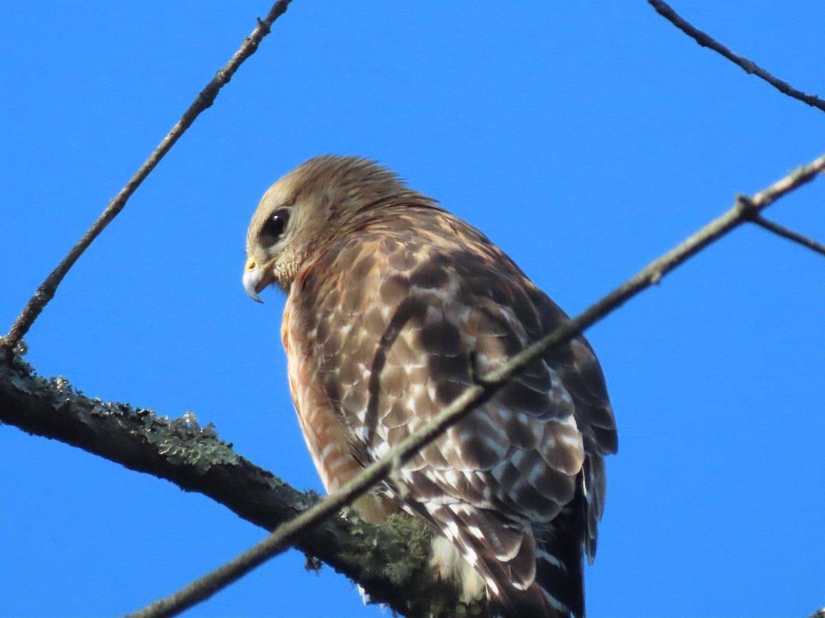 Rotschulterbussard - ML419382281