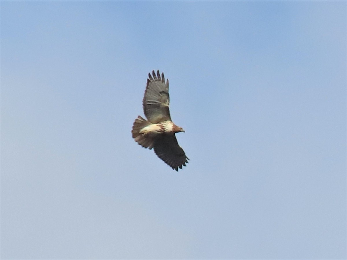 Red-tailed Hawk - ML419382291