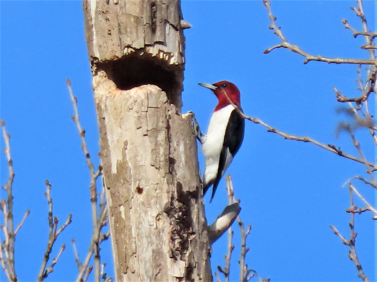Red-headed Woodpecker - ML419382401