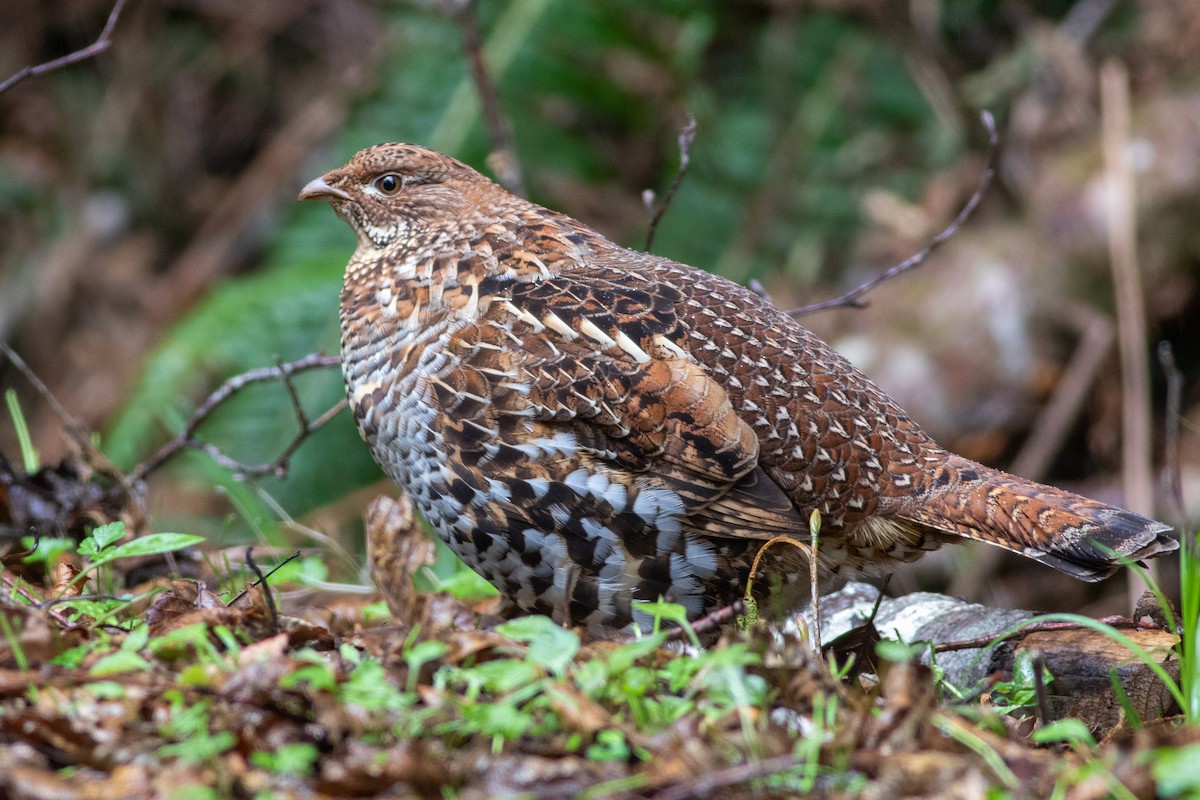 Ruffed Grouse - ML419382991