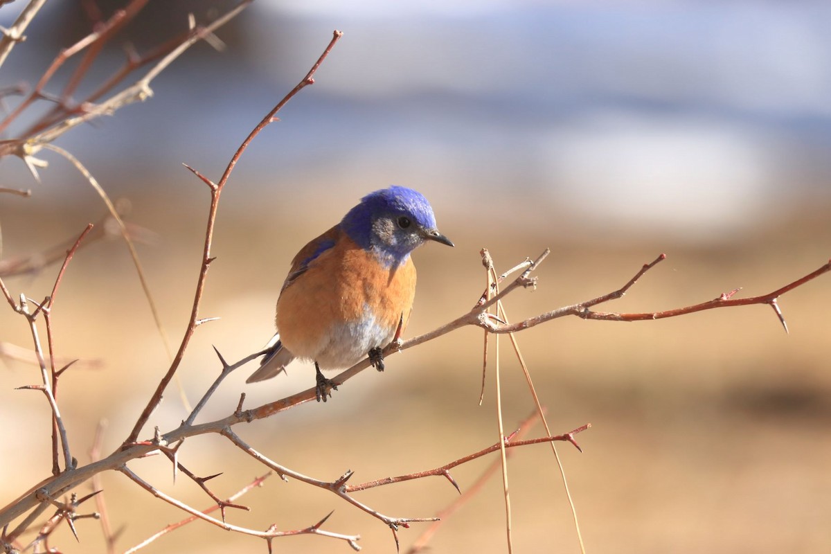 Blaukehl-Hüttensänger - ML419384381