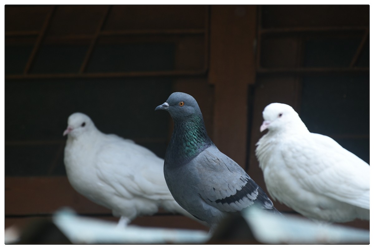 Rock Pigeon (Feral Pigeon) - ML419384801