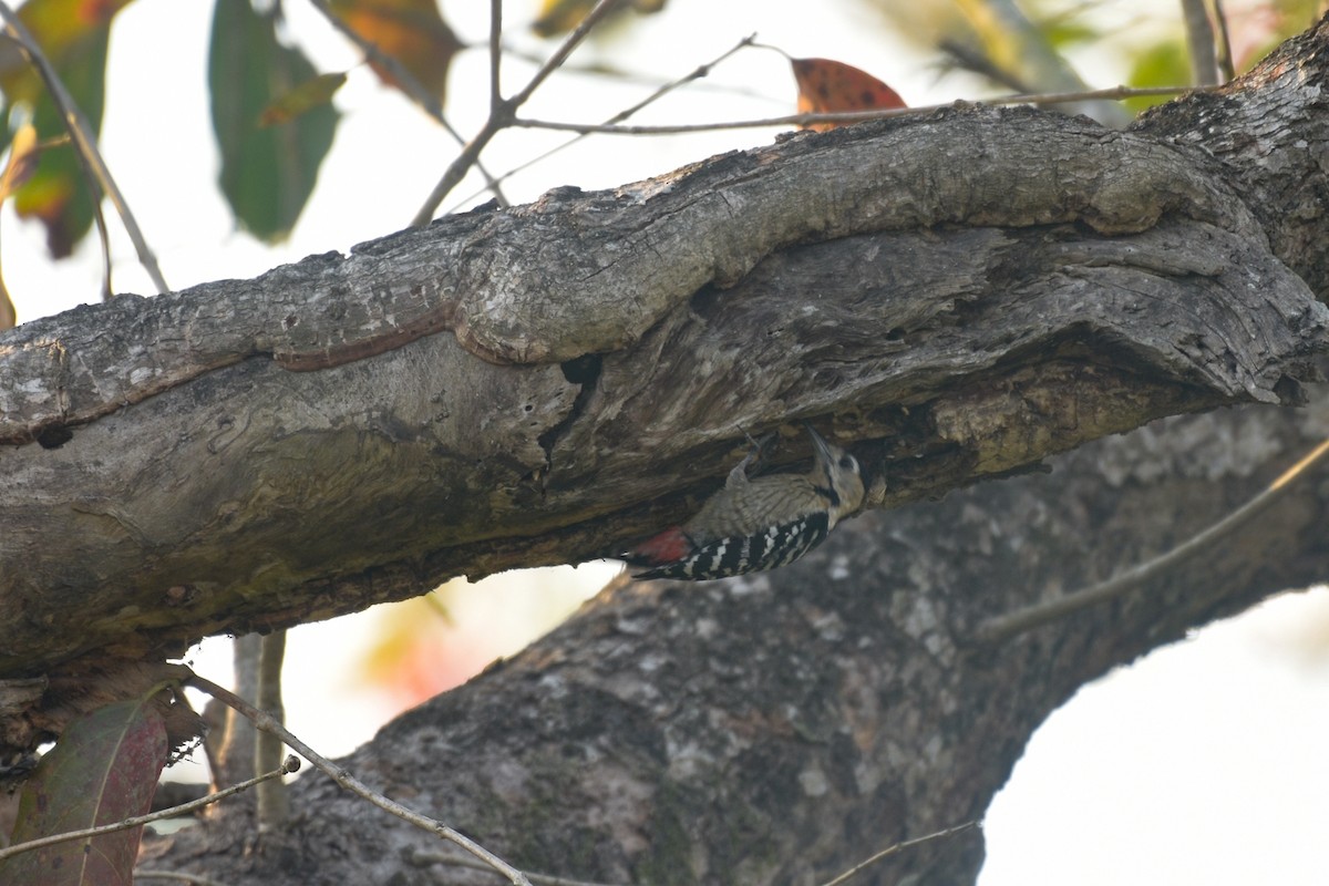 Fulvous-breasted Woodpecker - ML419384881