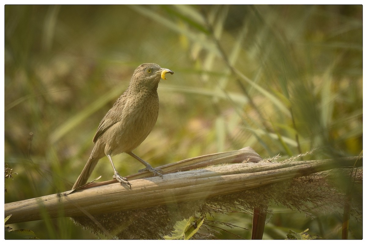 Striated Babbler - ML419385051