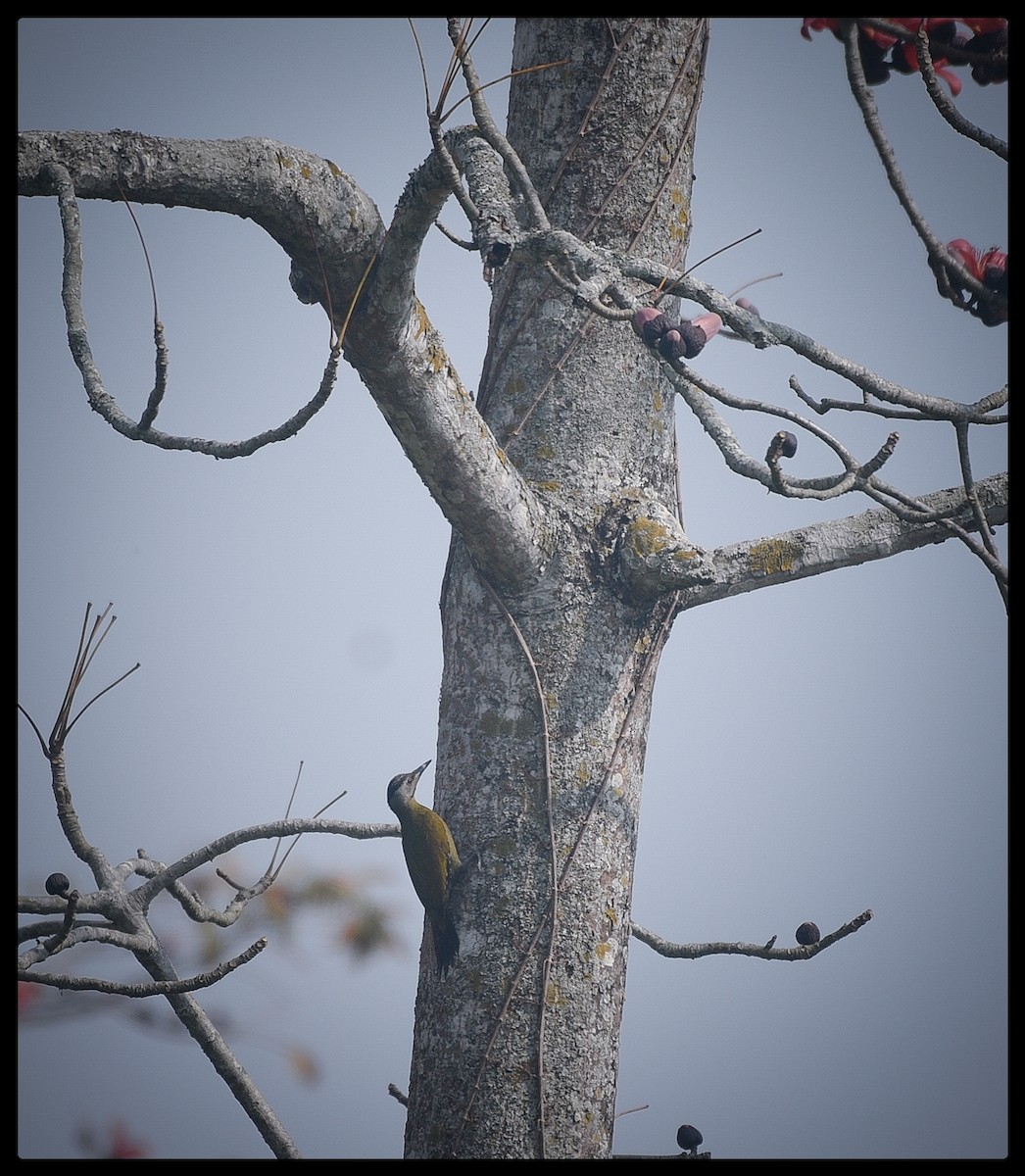 Gray-headed Woodpecker - ML419385701