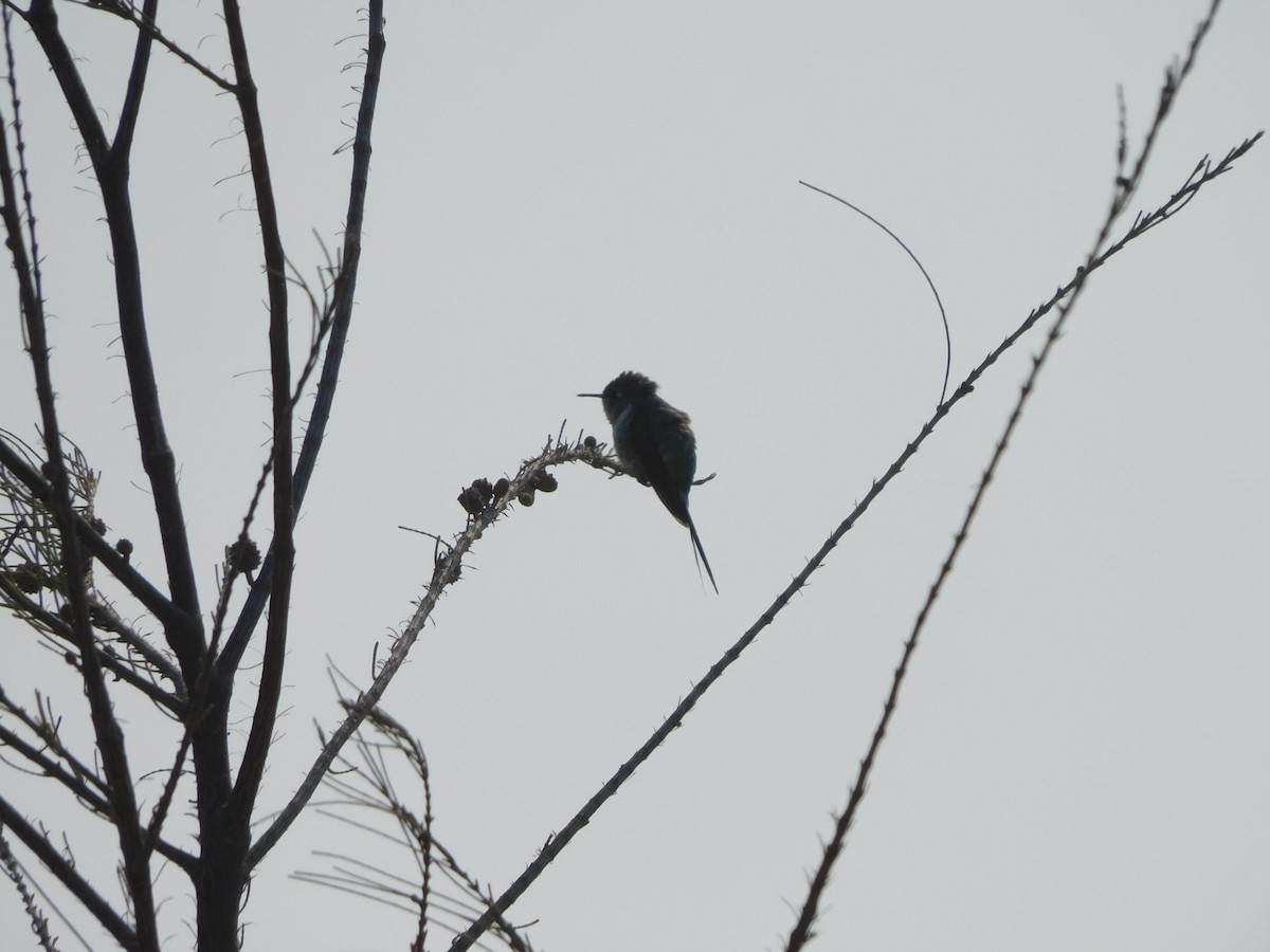 Peruvian Sheartail - ML419386331