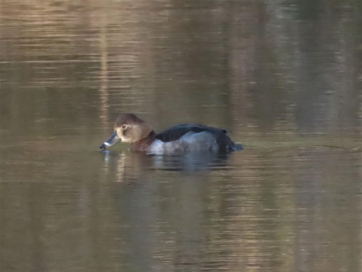 Ring-necked Duck - ML419386581