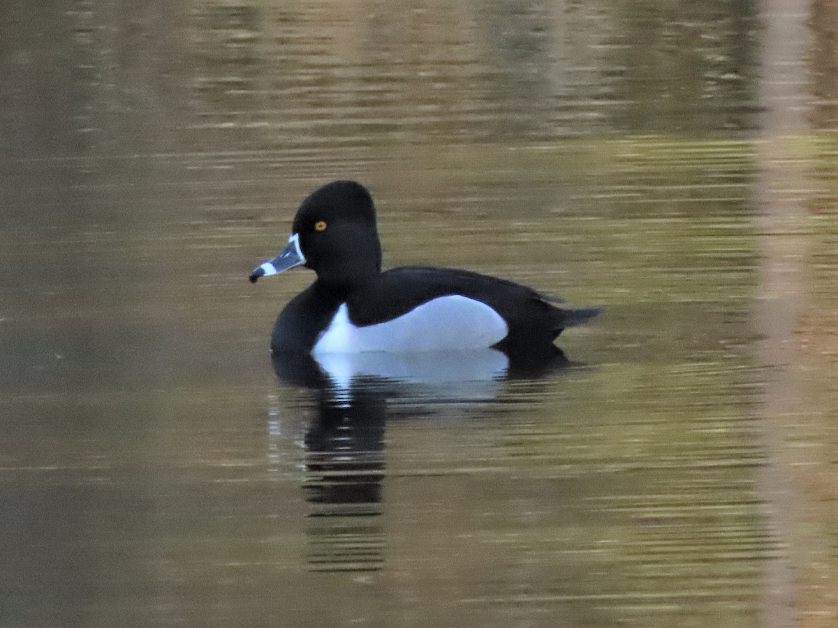 Ring-necked Duck - ML419386601