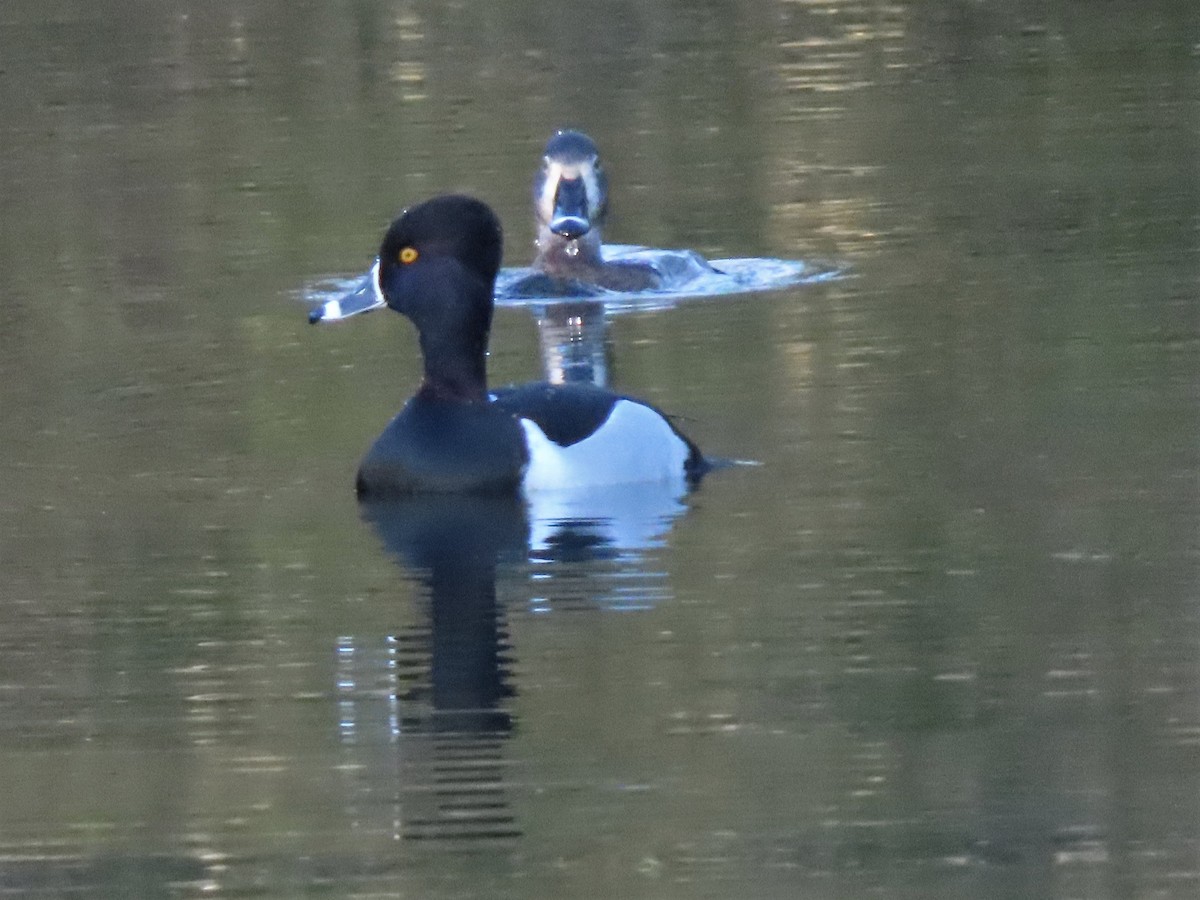 Ring-necked Duck - ML419386611