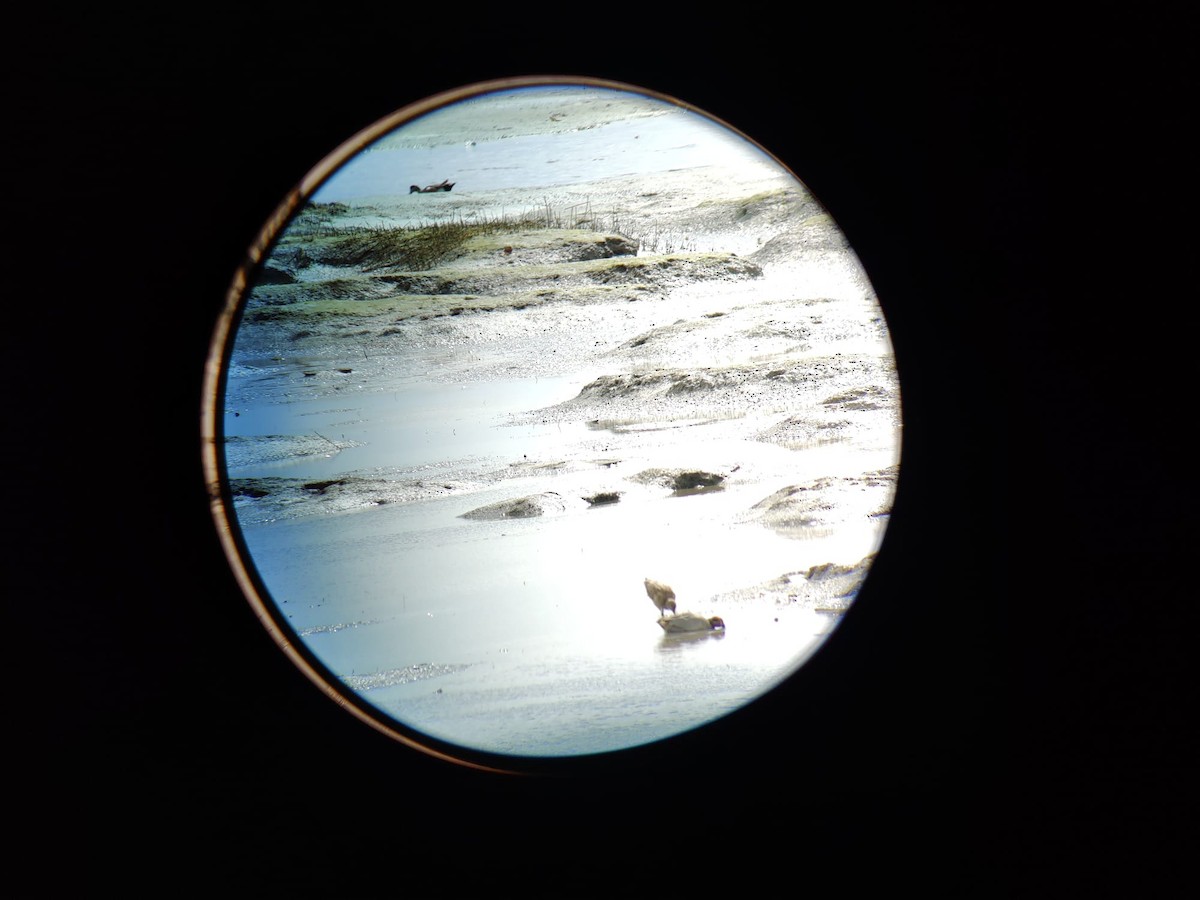 Green-winged Teal (Eurasian) - ML419387251