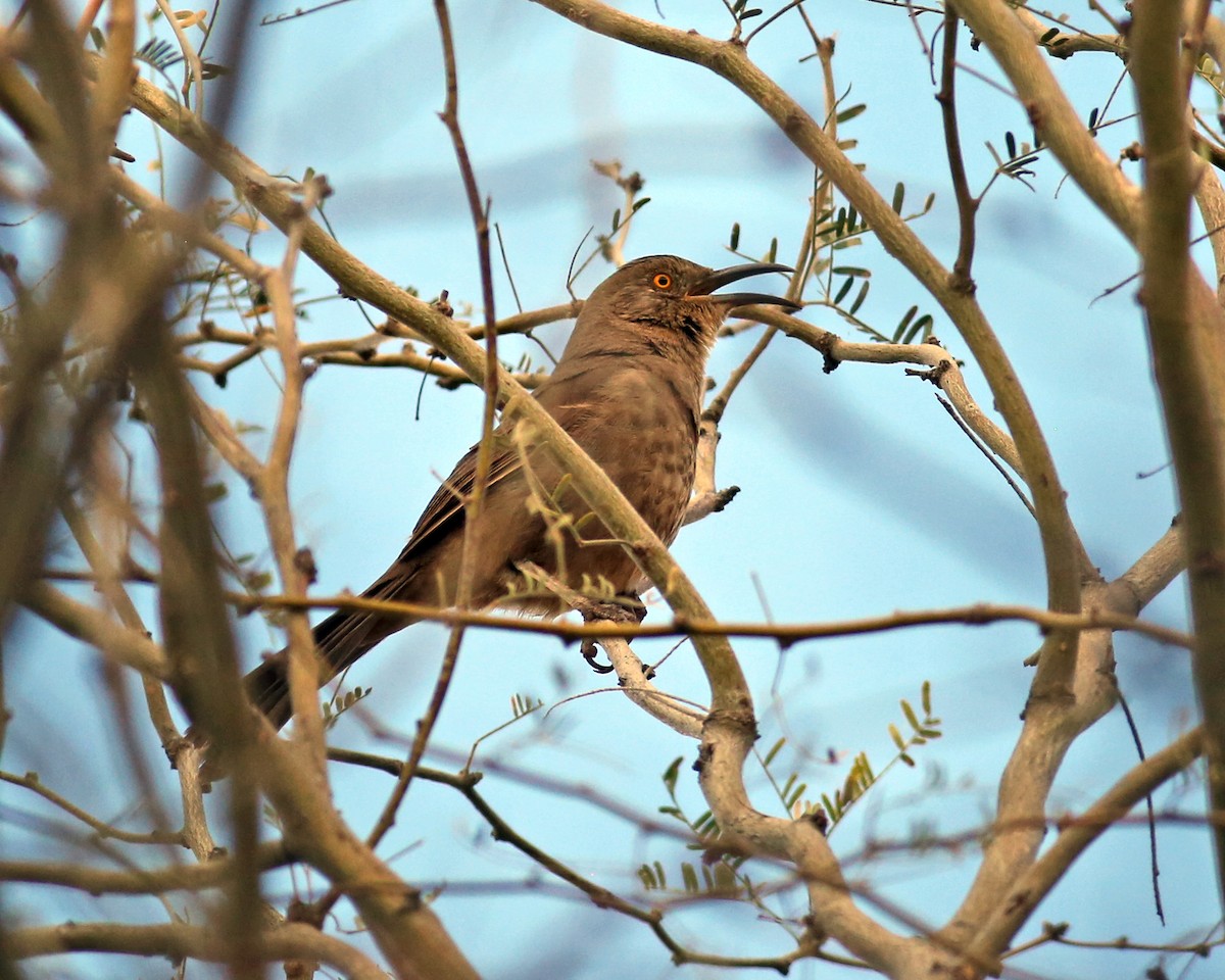 Curve-billed Thrasher (palmeri Group) - ML419388001