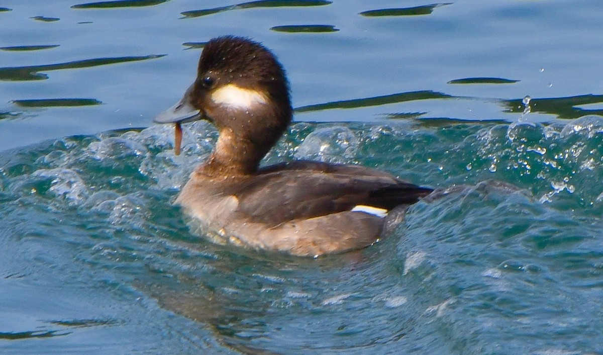 Bufflehead - ML419390171