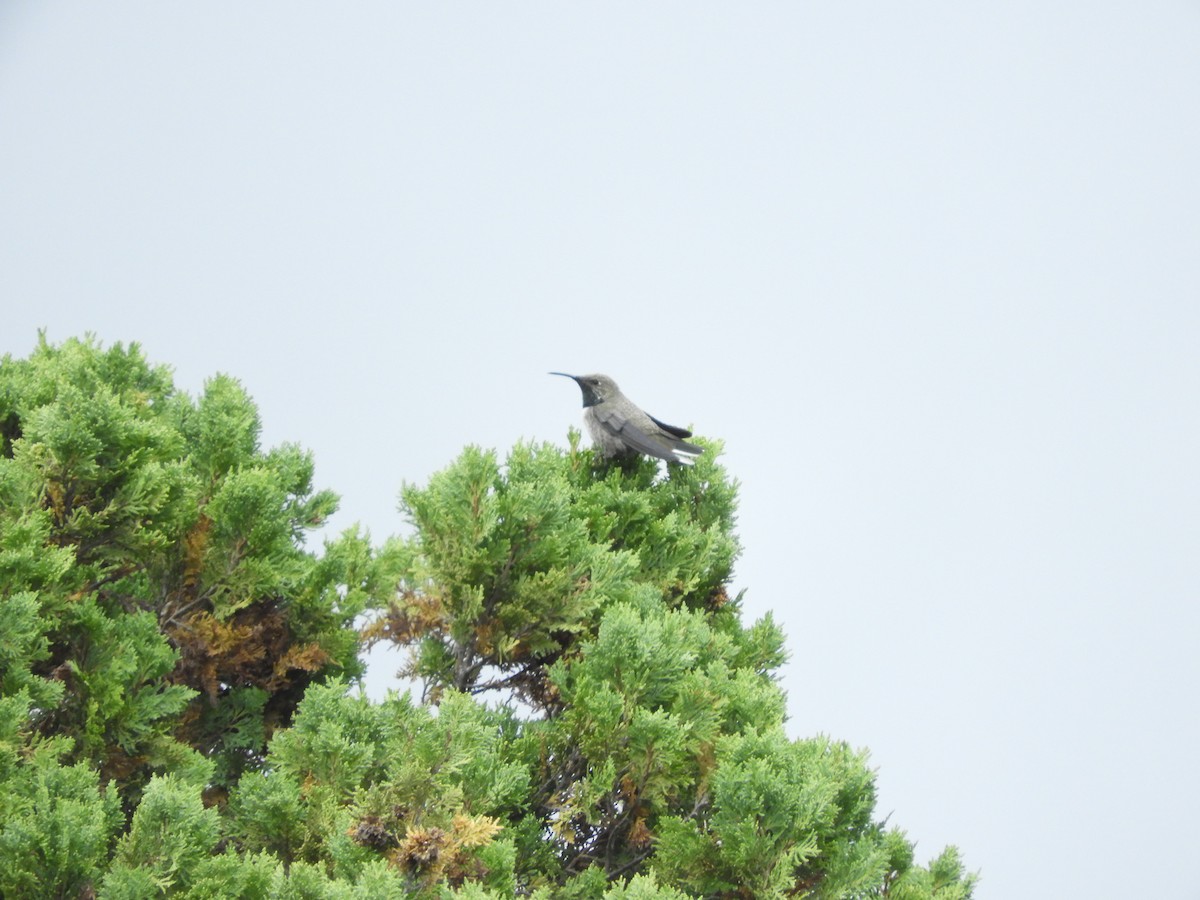 White-sided Hillstar - ML419390341