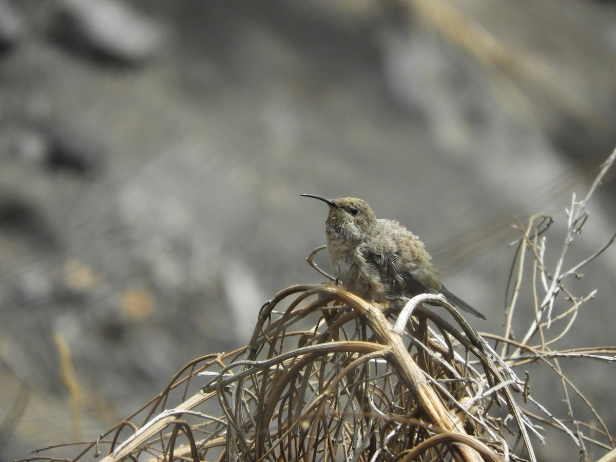 White-sided Hillstar - ML419390381