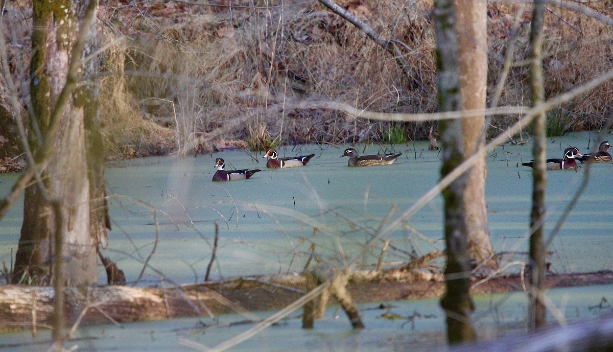 Wood Duck - ML419390631