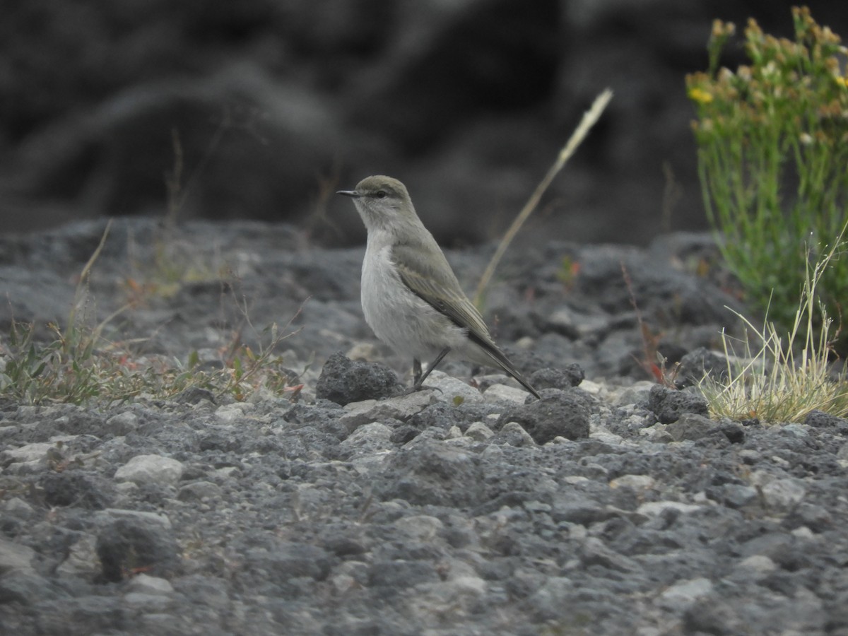 Cinereous Ground-Tyrant - ML419390661