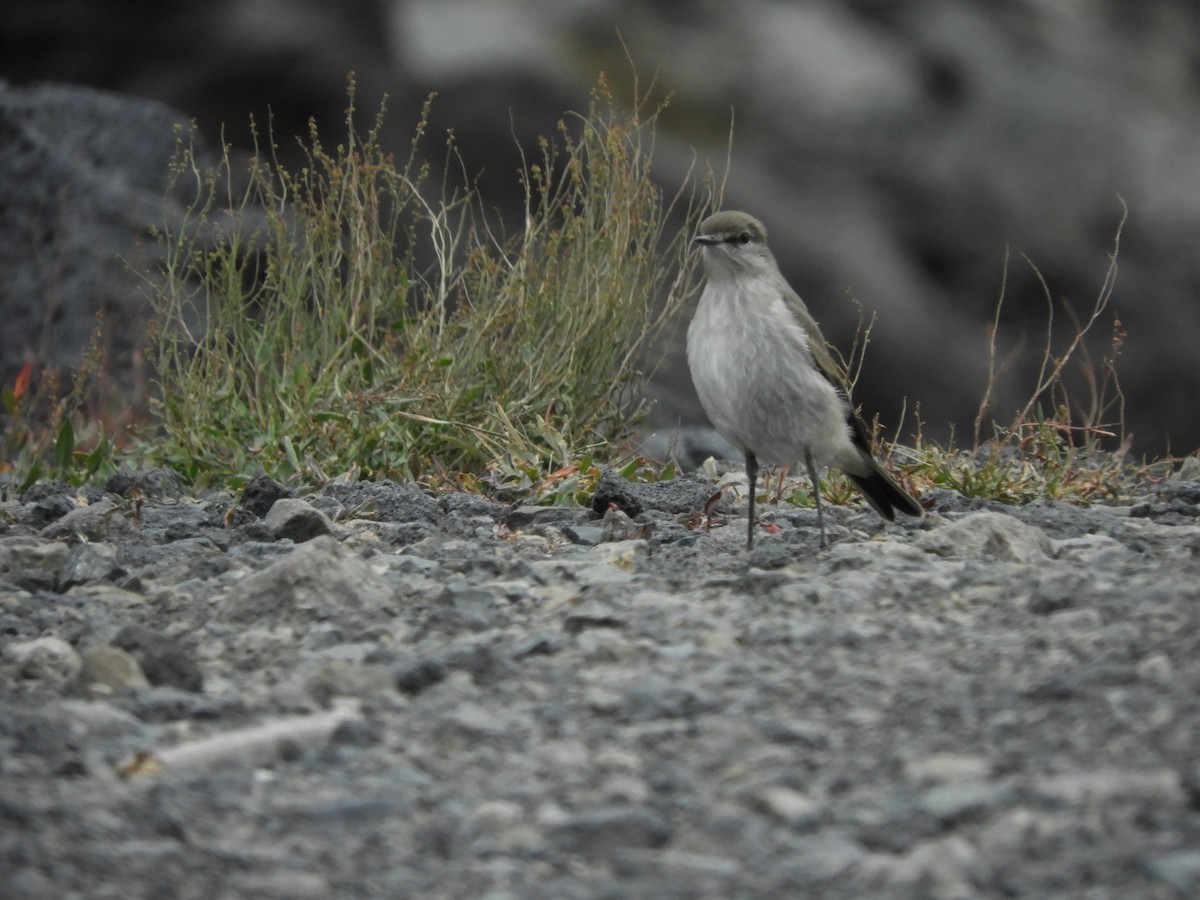 Cinereous Ground-Tyrant - ML419390671